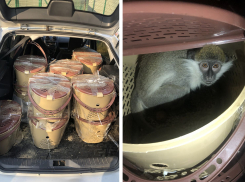 Донские таможенники обнаружили в багажнике автомобиля 22 дикие обезьяны