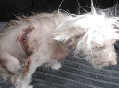 Живодеры ножом изувечили собаку в Ростовской области 