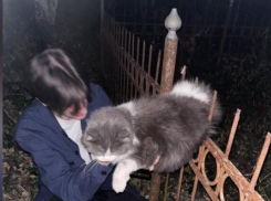 В Ростове на кладбище возле Сурб-Хача спасли кота