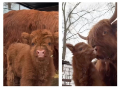 В парке «Лога» родилась девочка-теленок редкой породы Хайленд