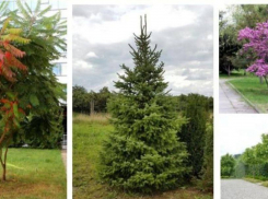 В Ростове высадят 10 тысяч многолетних и вечнозеленых деревьев