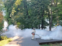 Власти Ростова снова отчитались о борьбе с крысами, комарами и клещами 