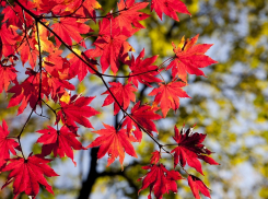 Облачно и прохладно: какая погода ждет ростовчан во вторник, 24 сентября