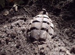 Опасные боеприпасы обнаружили на въезде в Ростов