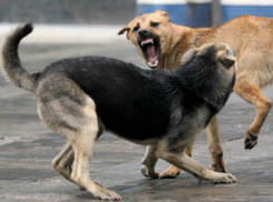 Курсирующая по району стая собак-убийц запугала жителей  в Ростове