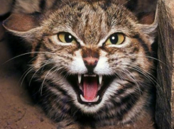 Бродячая бешеная кошка покусала приютивших ее супругов в Ростовской области