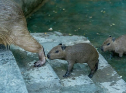 В Ростовском зоопарке родились капибары