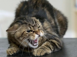 Домашняя кошка взбесилась и погибла в Ростовской области