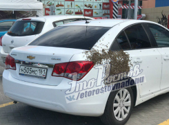 Пчелиный рой атаковал автомобиль в Ростове и попал на видео