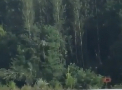 Вырубка деревьев в ростовской роще разделила на два лагеря местных жителей 