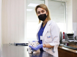 Льготную стерилизацию животных проведут в Ростовской области 29 июля