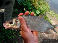 В Ростовской области запретят ловить раков, судака и рыбца