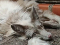 В зоопарке Ростова появился лис с необычным окрасом коликотт