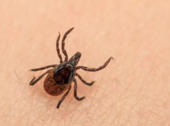 В Ростовской области клещи покусали более тысячи человек 