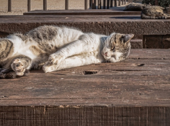 Жарко, вечером — дожди и гроза: прогноз погоды в Ростове на 3 июля