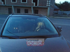 Приехавшие в клинику на собственной машине собаки позабавили ростовчан