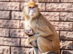 В Ростовском зоопарке сообщили о прибавлении