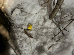 В Новочеркасске задержали троих подозреваемых в сбыте амфетамина