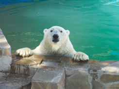 В Ростовском-на-Дону зоопарке белая медведица переехала в новый вольер 