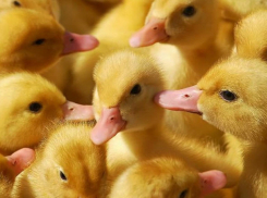 Контрабандный птичник на колесах задержали на границе Ростовской области