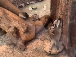 Посетителям парка «Лога» в Ростовской области показали детенышей носух