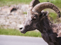 В Ростовской области в ДТП с баранами пострадали четыре человека
