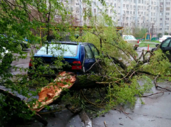 Дерево рухнуло на припаркованный автомобиль в Ростове