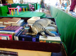 Ростовчанам показали будущий облик книжного развала на Пушкинской 