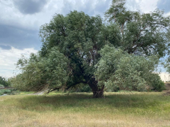 «Бабушка Ива» из Ростовской области имеет шансы стать главным деревом России
