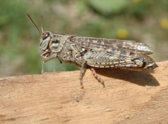 В Ростовской области объявлен режим повышенной готовности из-за нашествия саранчи