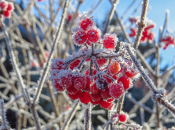 Синоптики предупредили о заморозках до -3°C в Ростовской области