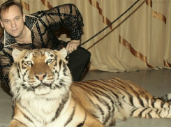 Стали известны подробности исчезновения тигра из цирка после нападения на дрессировщика в Ростовской области