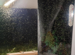 Власти Таганрога признали рост популяции зеленых комаров в текущем сезоне