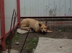 Заживо похоронить «идеального» щенка попытались живодеры в Ростове