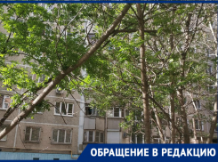 «Дерево может упасть в любой момент»: ростовчанка сообщила об аварийной ситуации в своем дворе