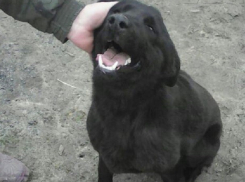 Жутким воем и лаем собака спасла семью от гибели в Ростовской области