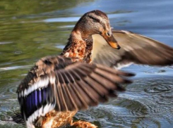 Сезон охоты на водоплавающую дичь открылся на Дону