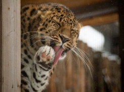 Ростовский зоопарк приглашает всех горожан на увлекательную программу во время весенних каникул 