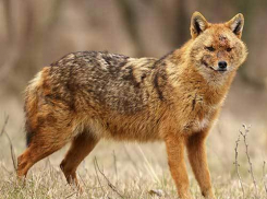 Убийство шакала оценили в 4 тысячи