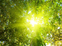 В среду в Ростове ожидается ясная и солнечная погода