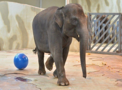 Ростовской слонихе Ситаре в честь дня рождения сделали шикарный педикюр