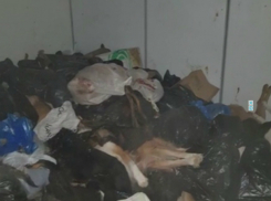 Заваленный трупами кошек и собак рефрижератор обнаружили в приюте для животных Ростова
