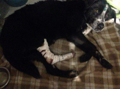 Собака визжала и корчилась от боли после удара о несколько машин на дороге в Ростове