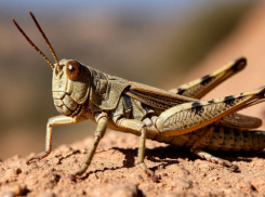 Массовая атака саранчи угрожает полям Ростовской области