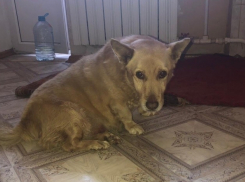 «Он жил здесь десять лет, но сейчас тут опасно»: жильцы ростовской многоэтажки ищут дом для старого пса