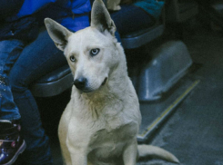 «Славного парня» с хвостом выманил из маршрутки Ростова водитель к негодованию пассажиров