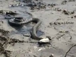 «Очередная» жертва хищного змея на пляже Ростова попала на видео