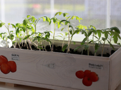 Аромат лета: выращиваем помидоры на подоконнике