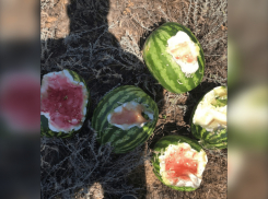 В Ростовской области из-за засухи волки стали есть арбузы