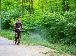 В Ростове обработали от клещей уже 317 гектаров